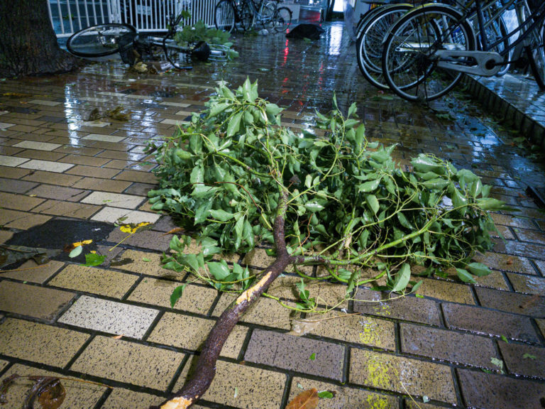 台風で折れた枝